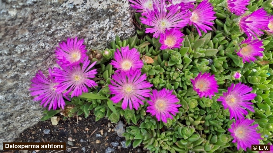 Delosperma asthonii